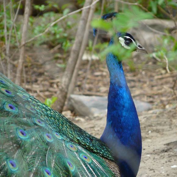 Meet your Posher, Dorian - Picture 1 of 1